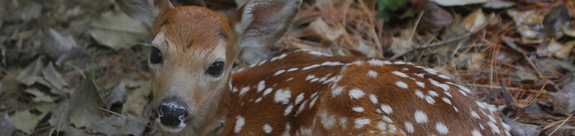White-tailed Deer Fawn